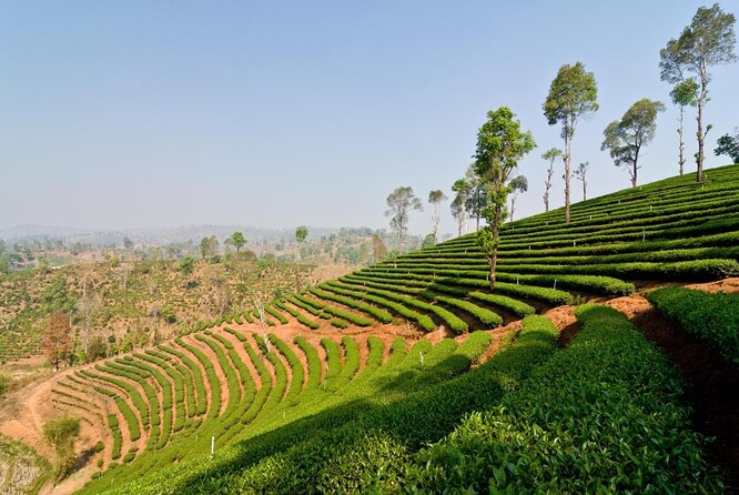 Doi Mae Salong and Mae Sai Explored - Key Things That Make This Chiang Rai Day Trip Work