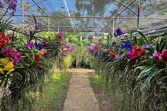 Doi Suthep Temple, Pha Lat Temple, Sticky Waterfall, Orchid farm - Who This Tour Fits Best (and Who Might Want Something Different)