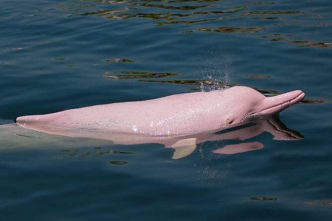 Dolphin Watching Tan and Pig Island Tour from Koh Samui - Key things I’d note before you go