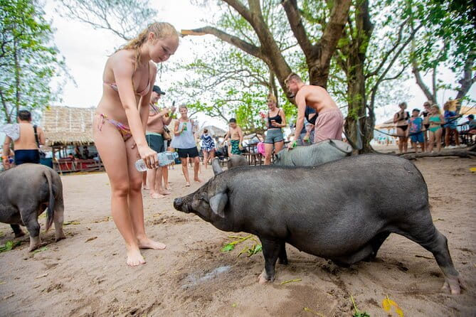 Dolphin Watching Tan and Pig Island Tour from Koh Samui - A 5-hour speedboat day: what it feels like from Samui