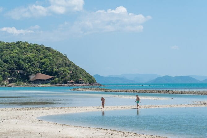 Dolphin Watching Tan and Pig Island Tour from Koh Samui - Pig Island hour: free-roaming pigs, quick interactions, good photo energy