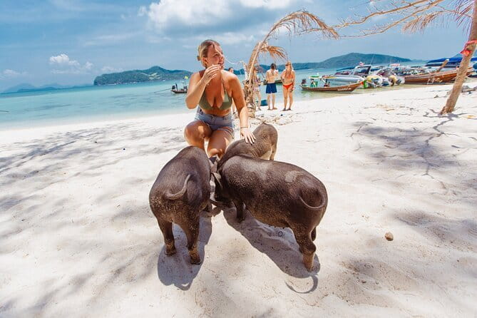 Dolphin Watching Tan and Pig Island Tour from Koh Samui - Who should book (and who should skip) this dolphin and pig island combo