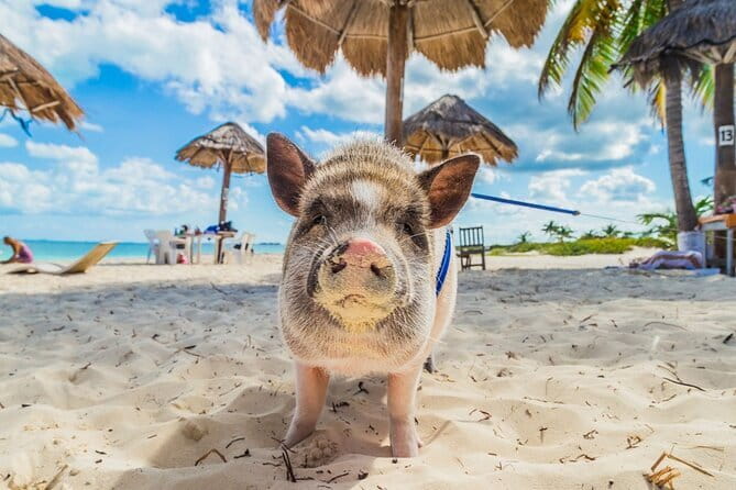 Dolphin Watching Tan and Pig Island Tour from Koh Samui - Boat comfort and safety: your small prep checklist