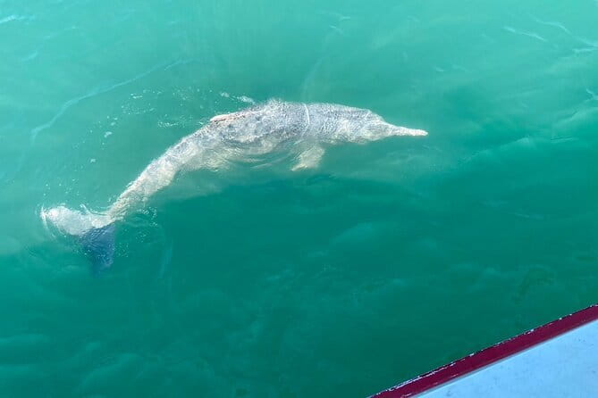 Dolphin Watching Tan and Pig Island Tour from Koh Samui - New Beach (and Nang Kam in Dec–Feb): your sun-and-lunch reset