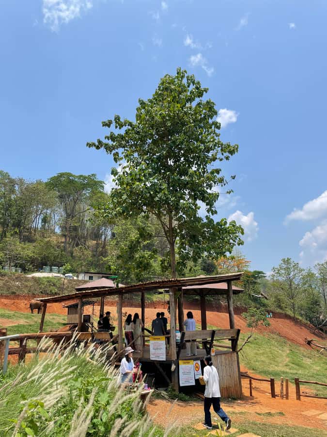 Elefin Farm & Cafe Half-day tour with Private Car - Should You Book This Private Half-Day?