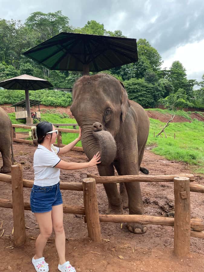 Elefin Farm & Cafe Half-day tour with Private Car - Elefin Farm & Cafe: The Gentle Elephant Part
