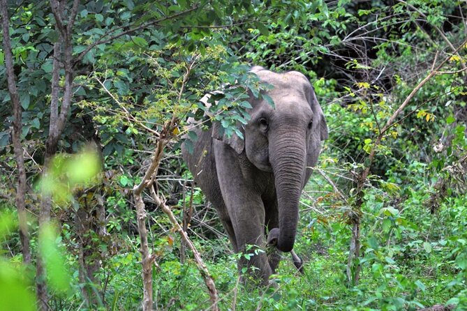 Elephant and Animal Watching in Kuiburi National Park - Join Afternoon Tour - Key moments that make this tour work