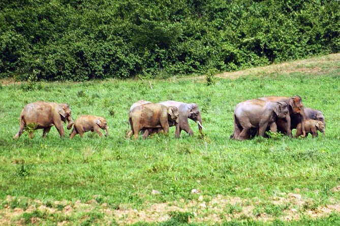 Elephant and Animal Watching in Kuiburi National Park - Join Afternoon Tour - Value for $87.99: what you get, what you don’t, and how to judge the deal
