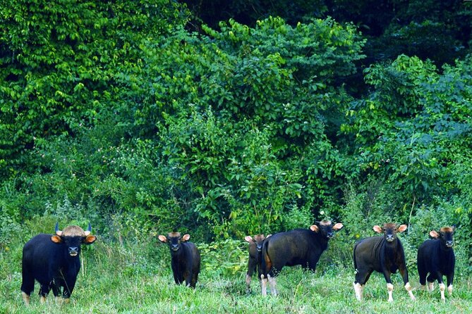 Elephant and Animal Watching in Kuiburi National Park - Join Afternoon Tour - Who this afternoon Kuiburi tour is best for (and who should pass)
