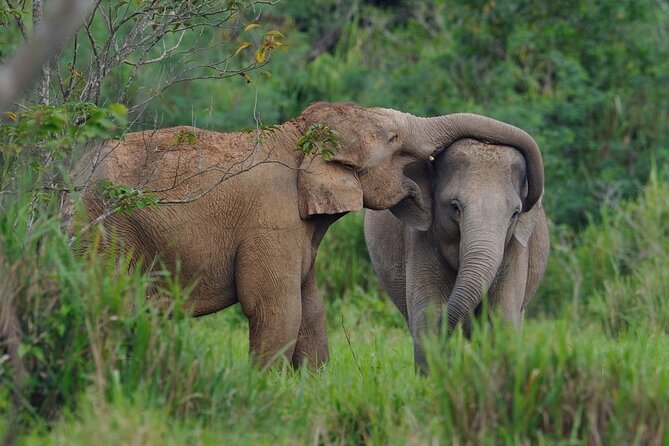 Elephant and Animal Watching in Kuiburi National Park - Join Afternoon Tour - Should you book this afternoon Kuiburi elephant watching tour?