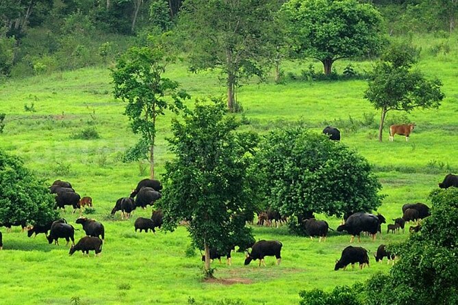 Elephant and Animal Watching in Kuiburi National Park - Join Afternoon Tour - The logistics that keep it stress-free: pickup, small group, and the drive