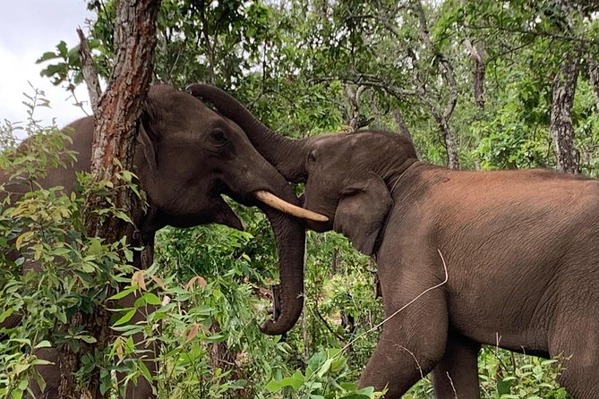 Elephant and Gibbon Encounters - 5days/4nights - Who Should Book This Sanctuary Program (and Who Should Think Twice)