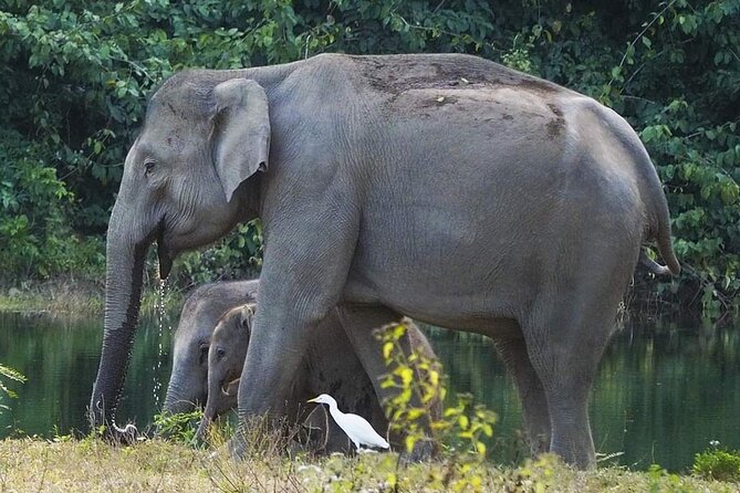 Elephant and Wildlife Watching in Kuiburi National Park - Private Afternoon Tour - Quick highlights you’ll actually care about