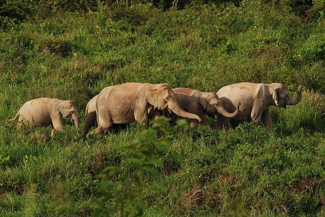 Elephant and Wildlife Watching in Kuiburi National Park - Private Afternoon Tour - Hua Hin to Kuiburi: the ride that shapes the whole afternoon