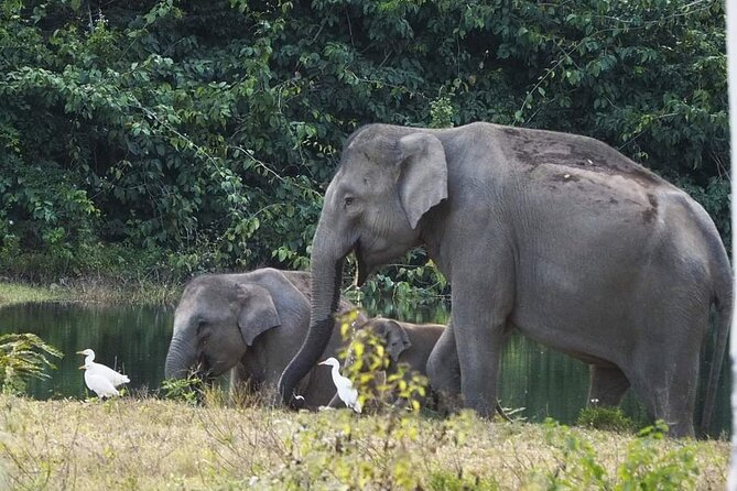 Elephant and Wildlife Watching in Kuiburi National Park - Private Afternoon Tour - Open-back 4-wheel safari rides: comfort tips that make a real difference