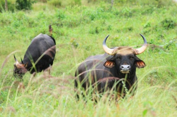 Elephant and Wildlife Watching in Kuiburi National Park - Private Afternoon Tour - Dinner in Hua Hin: Thai comfort after wildlife time