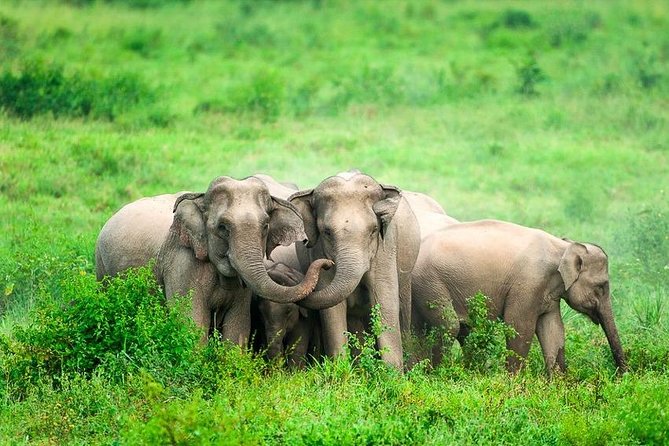 Elephant and Wildlife Watching in Kuiburi National Park - Private Afternoon Tour - Price and value: is $145.10 per person worth it?