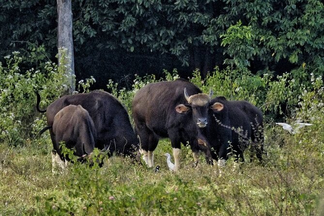 Elephant and Wildlife Watching in Kuiburi National Park - Private Afternoon Tour - Who this private Kuiburi afternoon tour is perfect for