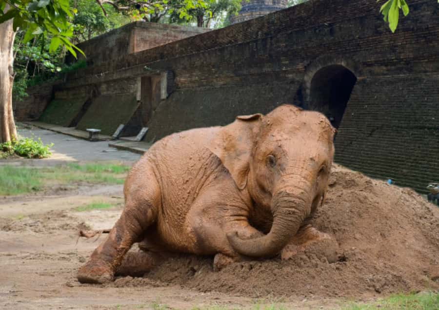 Elephant care with Wat Umong, Doi Suthep and Night City view - Key Things That Make This Tour Worth Your Time