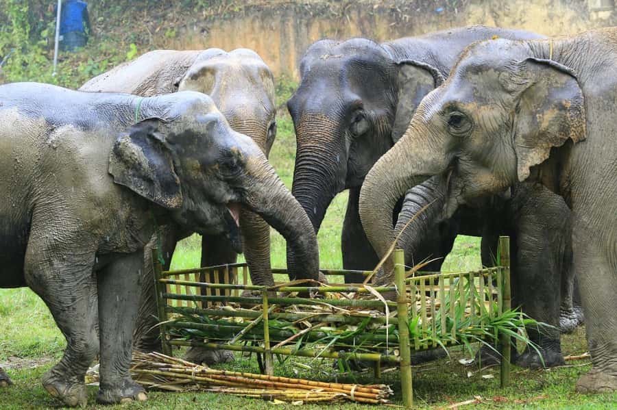 Elephant care with Wat Umong, Doi Suthep and Night City view - Who This Tour Suits Best (and Who Should Think Twice)