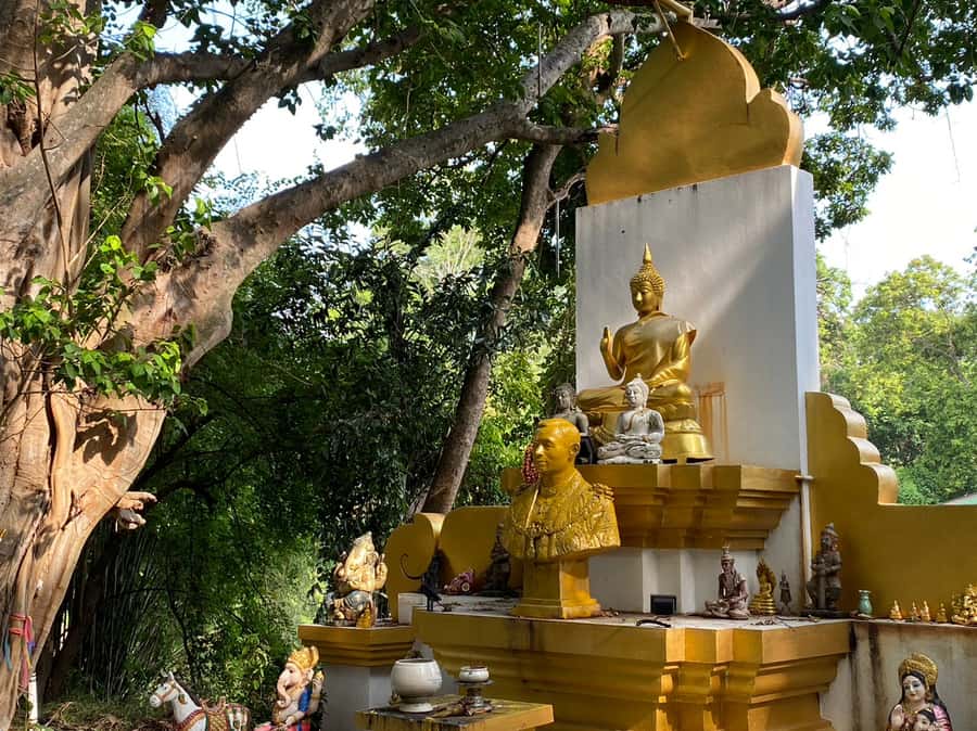 Elephant care with Wat Umong, Doi Suthep and Night City view - Doi Suthep at Night: Temples Plus Chiang Mai Views