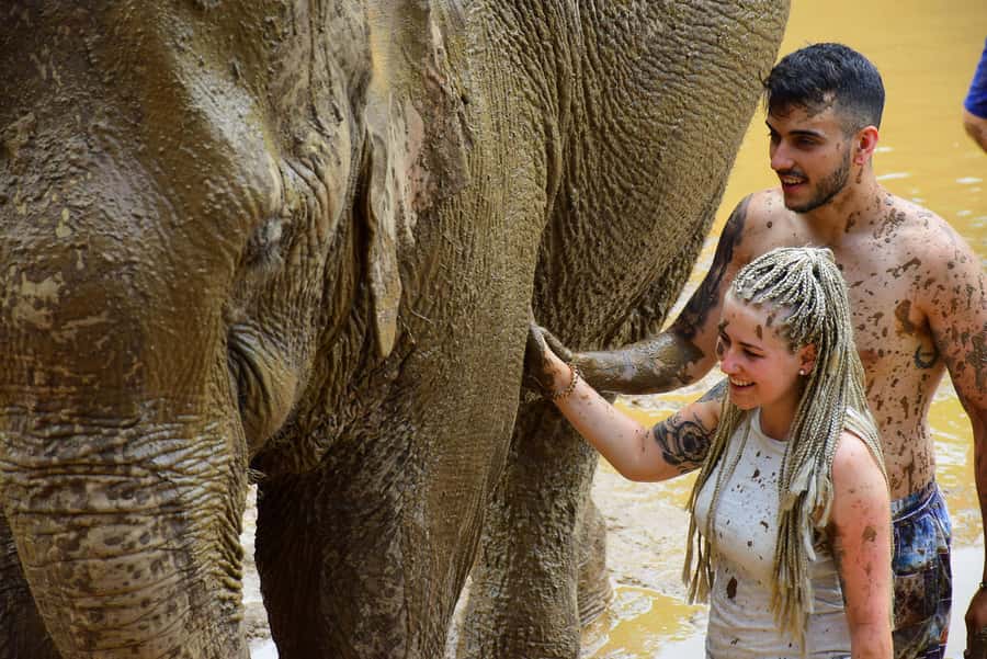 Elephant care with Wat Umong, Doi Suthep and Night City view - Elephant Save and Care: Feeding With Real Context