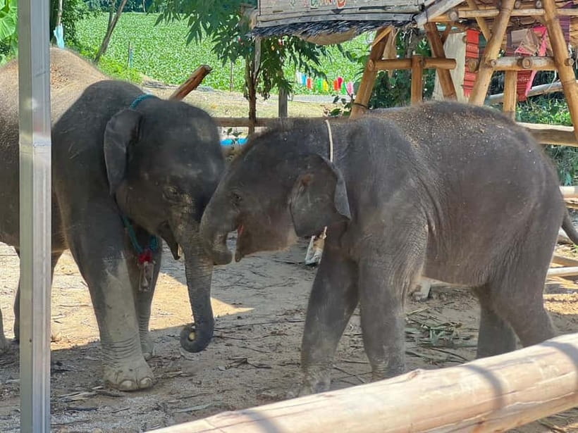 Elephant Experience with transfers and Thai food buffet - Key things you’ll notice right away