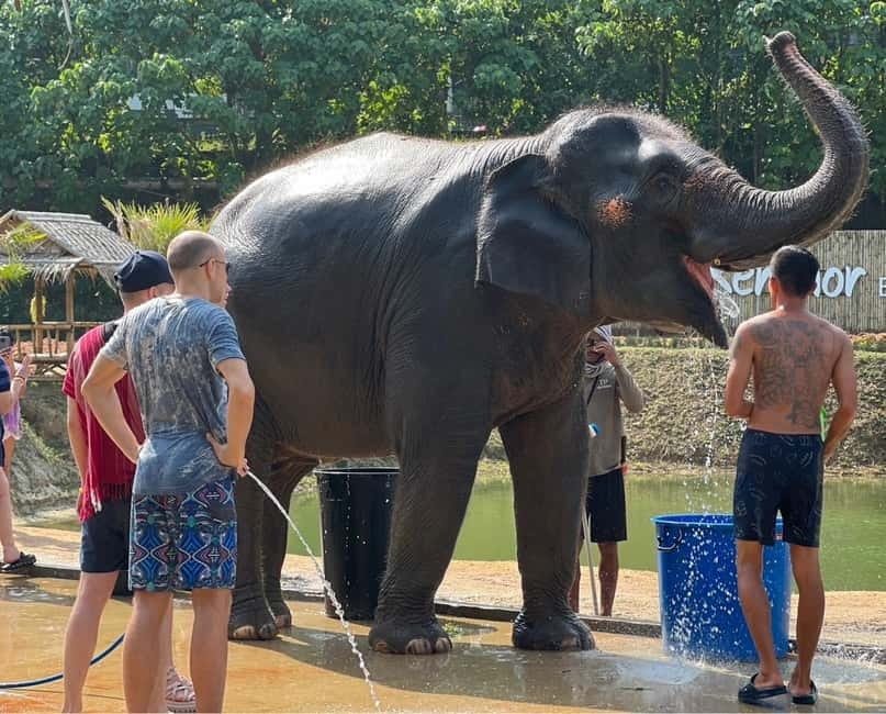 Elephant Experience with transfers and Thai food buffet - Who This Experience Fits Best (and Who Should Skip It)