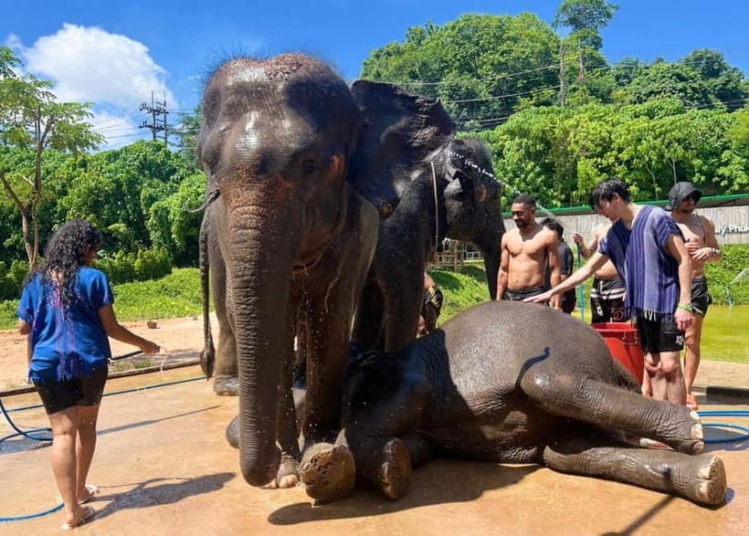 Elephant Experience with transfers and Thai food buffet - Tie-Dye With Karen Techniques: Your Free Fabric Piece