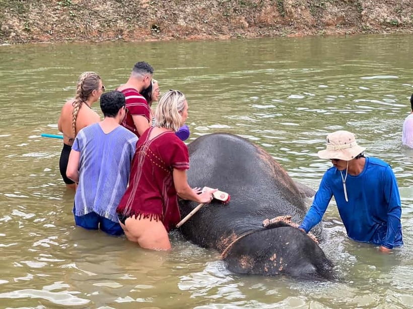 Elephant Experience with transfers and Thai food buffet - Photos, Timed Memories, and What to Bring for a Smooth Day