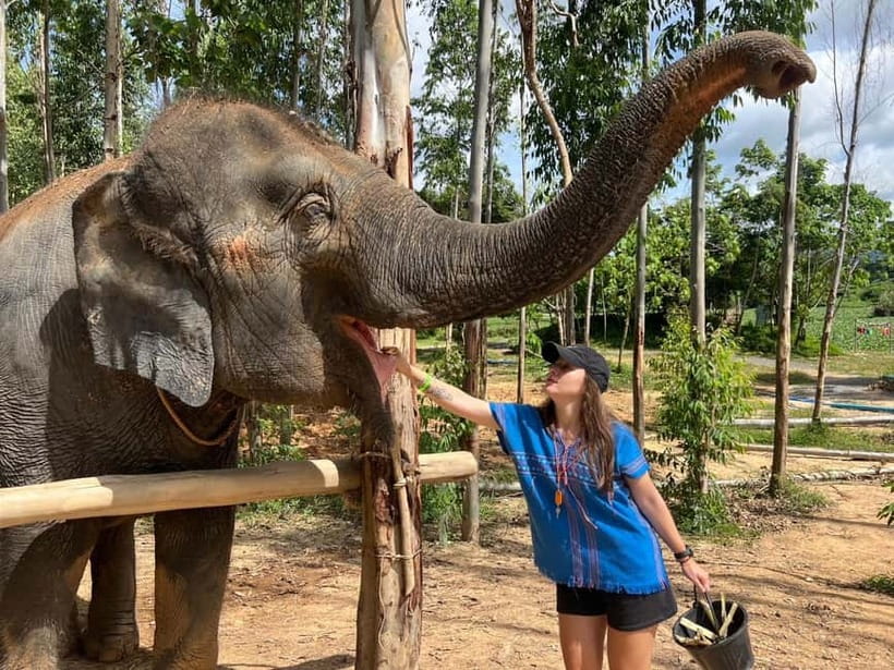 Elephant Experience with transfers and Thai food buffet - Meeting the Baby Elephants: Milk Feeding and Karen Culture Lessons