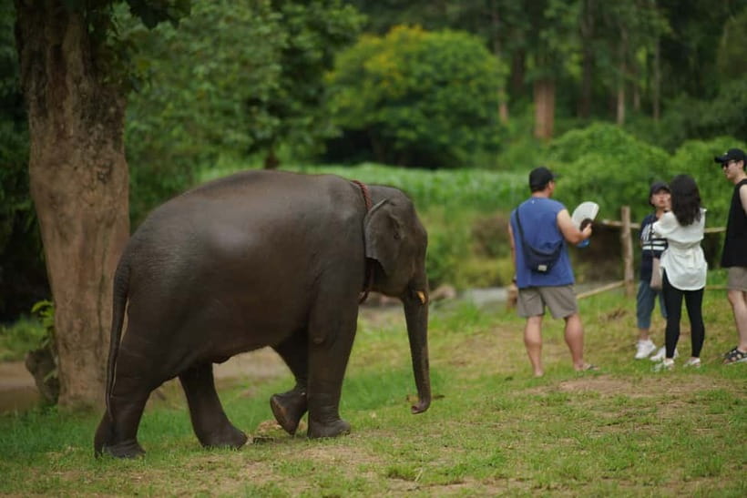 Elephant Habitat Park Feeding Entry & Rafting Van Transfer - Packing for Close Elephant Encounters (and the Raft)