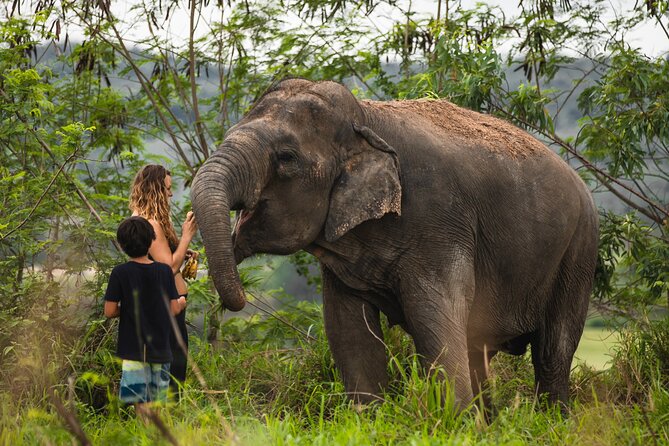 Elephant Jungle Sanctuary: Half Day Afternoon Program - Who should book this (and who should think twice)