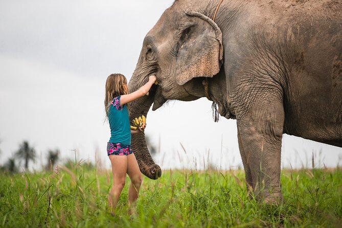 Elephant Jungle Sanctuary: Half Day Morning Program - Price and value: what you’re really paying for at $94.53