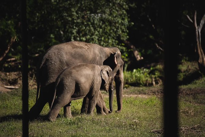 Elephant Jungle Sanctuary: Half Day Morning Program - Who should book (and who should skip) this half-day elephant morning