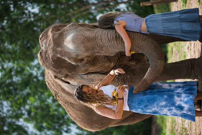 Elephant Jungle Sanctuary: Half Day Morning Program - The education piece: how elephants live, behave, and get cared for