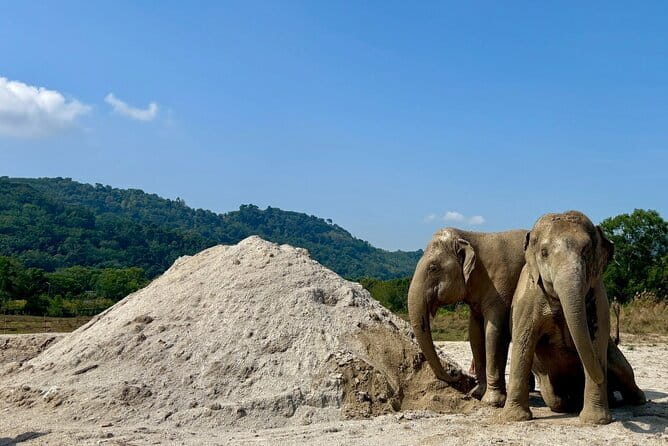 Elephant Nature Experience with Lunch at Bukit Elephant Park - Lunch buffet: what’s included and how to get it to suit you