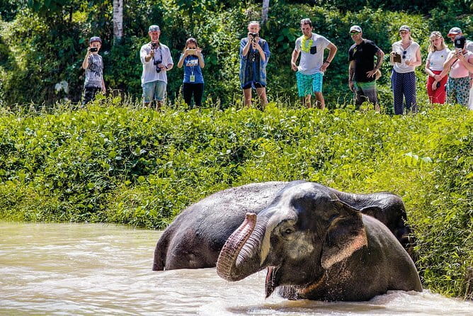 Elephant Nature Experience with Lunch at Bukit Elephant Park - Price and value: is $87.61 worth it?