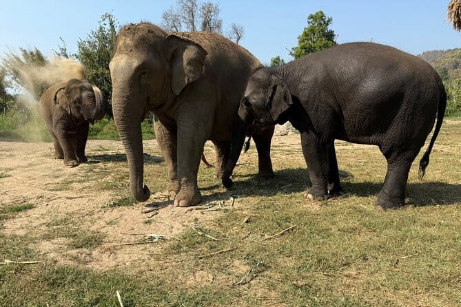 Elephant Sanctuary, Wat Ban Den & Sticky Waterfall - One Day, Three Different Chiang Mai Feels