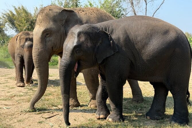 Elephant Sanctuary, Wat Ban Den & Sticky Waterfall - Wat Ban Den: Lanna Architecture Without the Rush