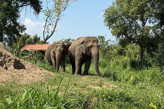 Elephant Sanctuary, Wat Ban Den & Sticky Waterfall - Pang Maidaeng Elephant Sanctuary: Ethical Up Close
