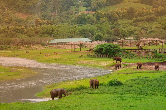 Elephant Sanctuary + Waterfall + Bamboo Rafting One Day Trip - Mae Wang in one solid day: animals, water, and a slow raft