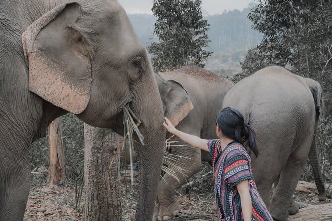 Elephant Sanctuary + Waterfall + Bamboo Rafting One Day Trip - Mae Wang Waterfall: a tall single-tier swim break (20 meters tall)