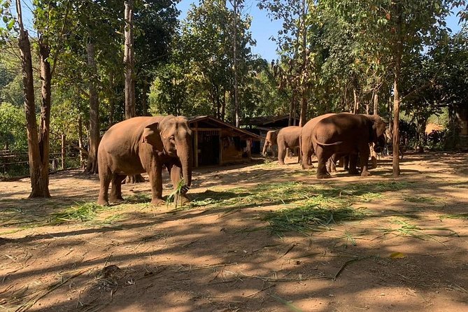 Elephant Sightings , Bamboo Rafting Through The Jungle, Swimming In a Waterfall - Getting Picked Up and Starting at Chiang Mai Gate Market