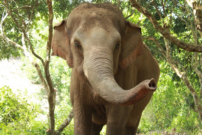 Ethical Elephant Observation by Samui Elephant Sanctuary - Key Highlights at Samui Elephant Sanctuary