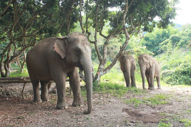 Ethical Elephant Observation by Samui Elephant Sanctuary - A Calm Elephant Visit on Koh Samui (Not a Mud-Throwing Performance)