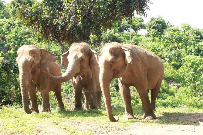 Ethical Elephant Observation by Samui Elephant Sanctuary - First Impressions: Meeting Retired Elephants in a Welfare-First Setting