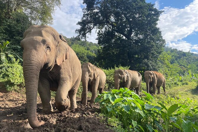 Ethical Elephant Observation by Samui Elephant Sanctuary - What You’ll Do Here: Observe, Learn, and (Gently) Participate