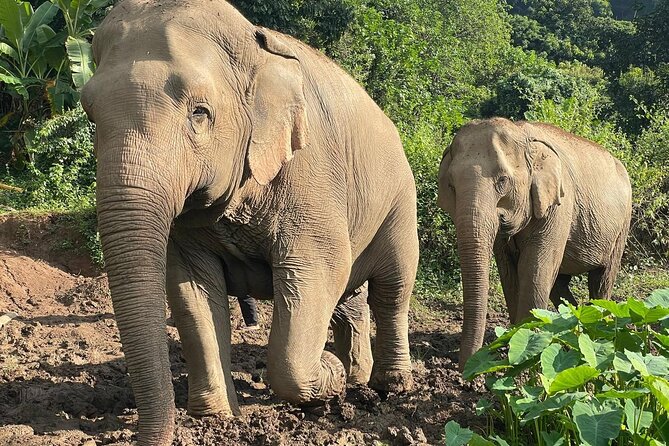 Ethical Elephant Observation by Samui Elephant Sanctuary - Why This Approach Feels More Worth It (For You and for Them)