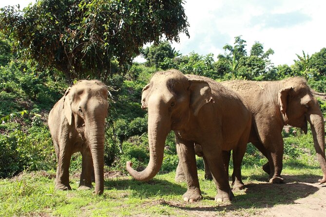 Ethical Elephant Observation by Samui Elephant Sanctuary - Getting There: Hotel Pickup and a 3.5-Hour Window